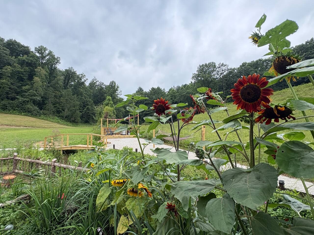 Sunflowers
