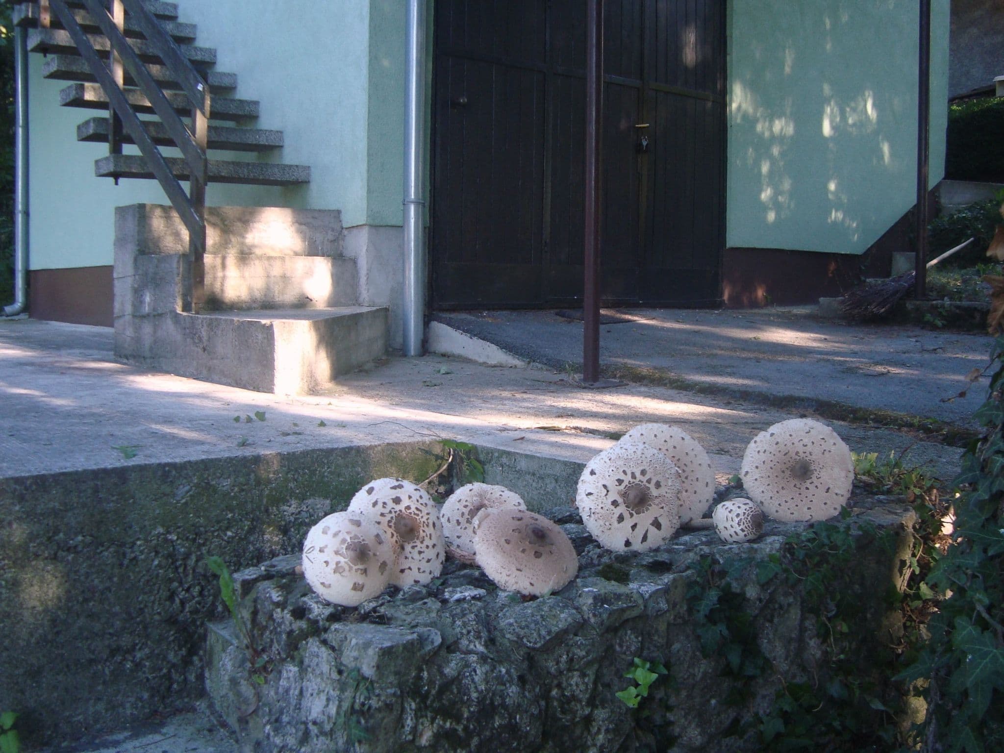 Gallery Image 48