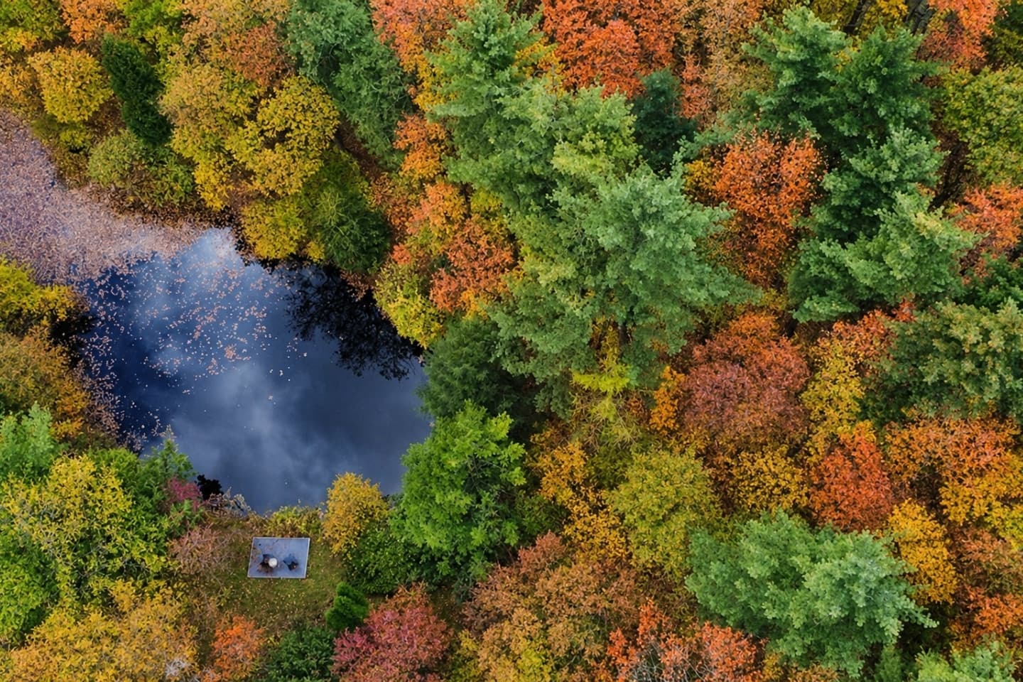 Aerial view of the wooded pond
