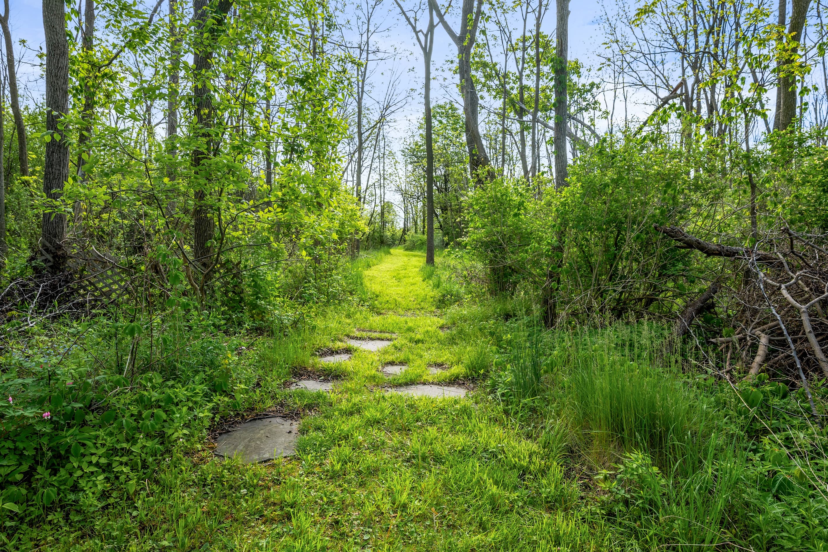 Wooded path leading through the property