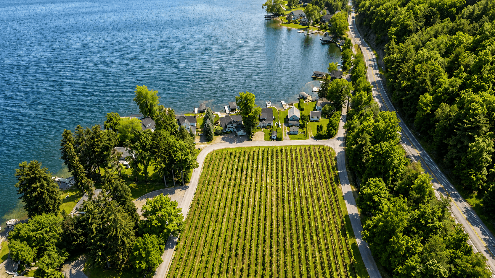 Vineyard extending toward the lake