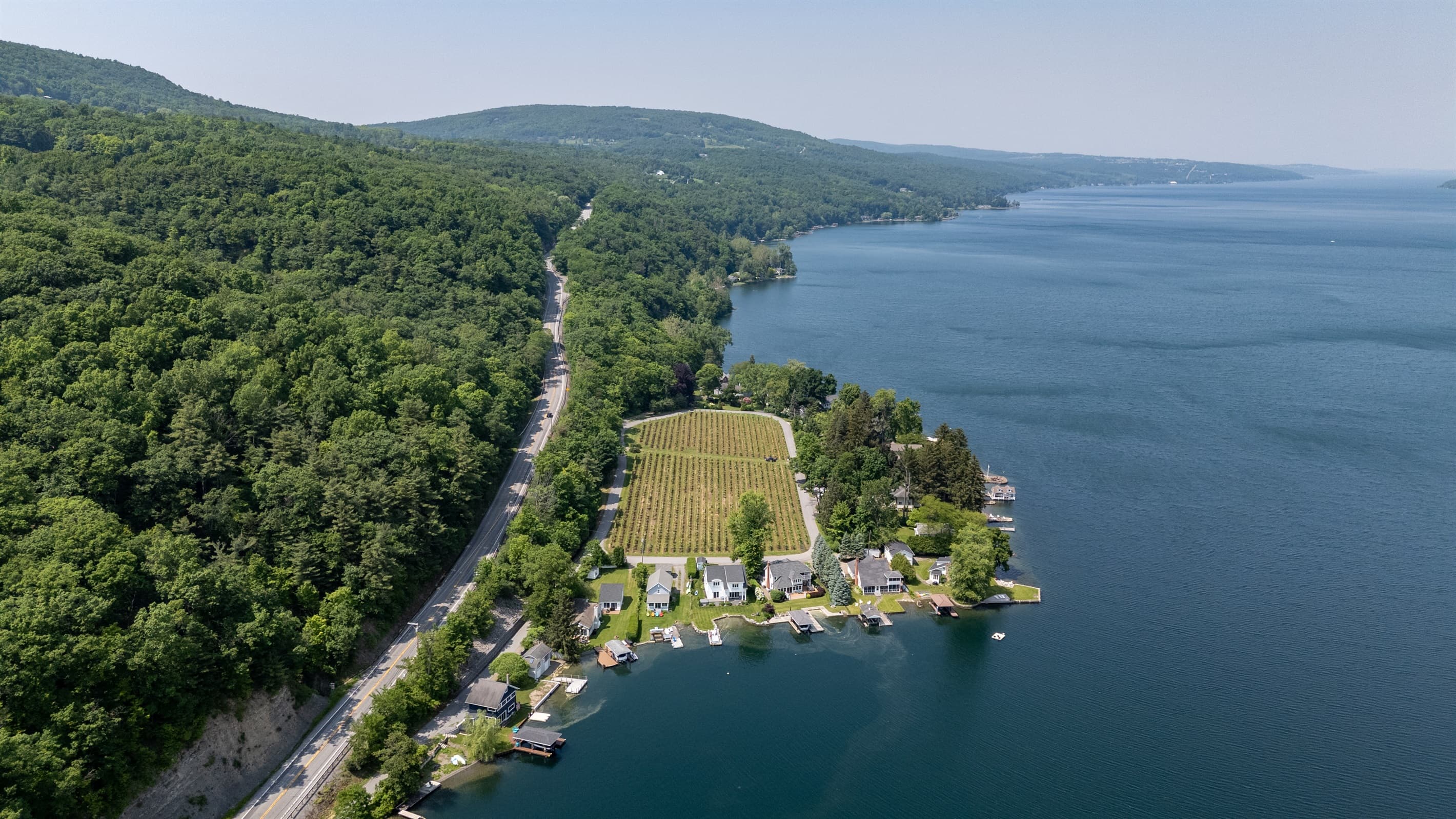 Waterfront landscape with vineyard and forest
