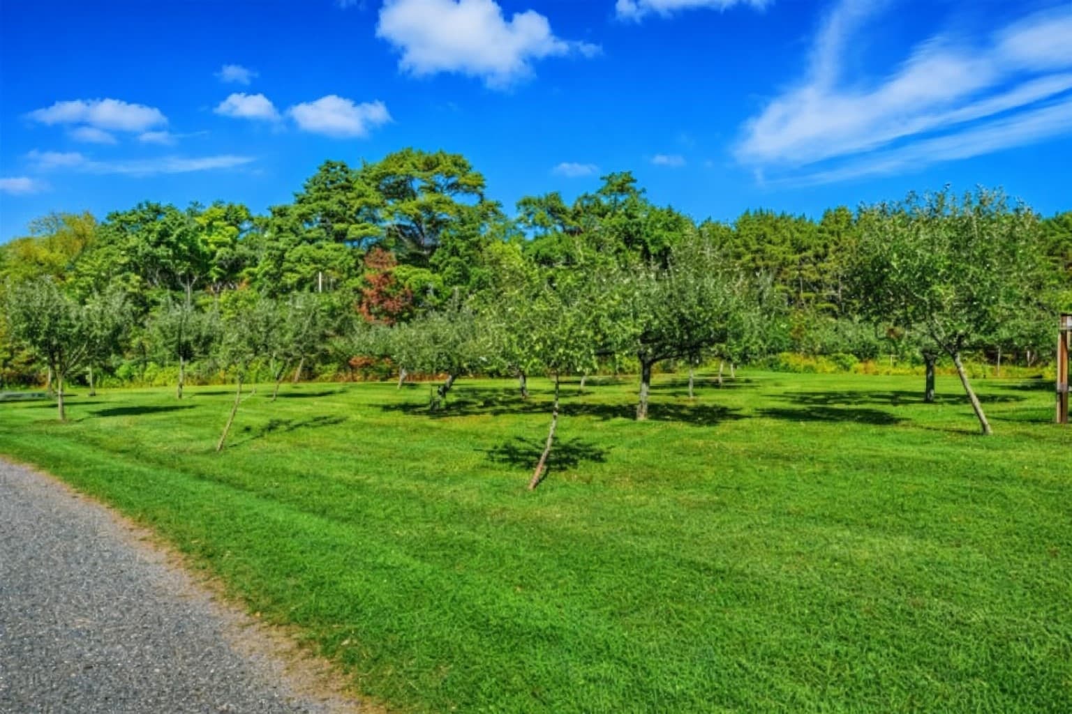 Long driveway bordered by open lawn