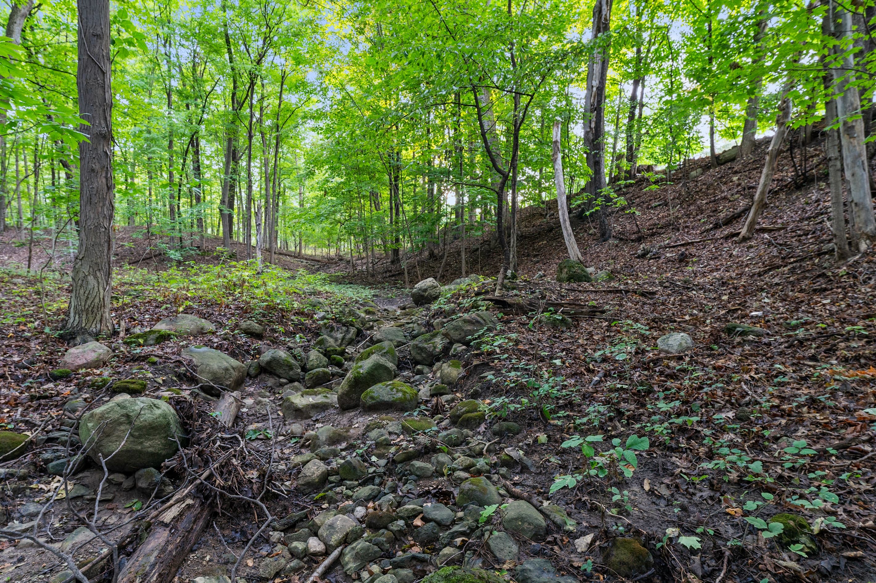 Rocky walking path through the forest