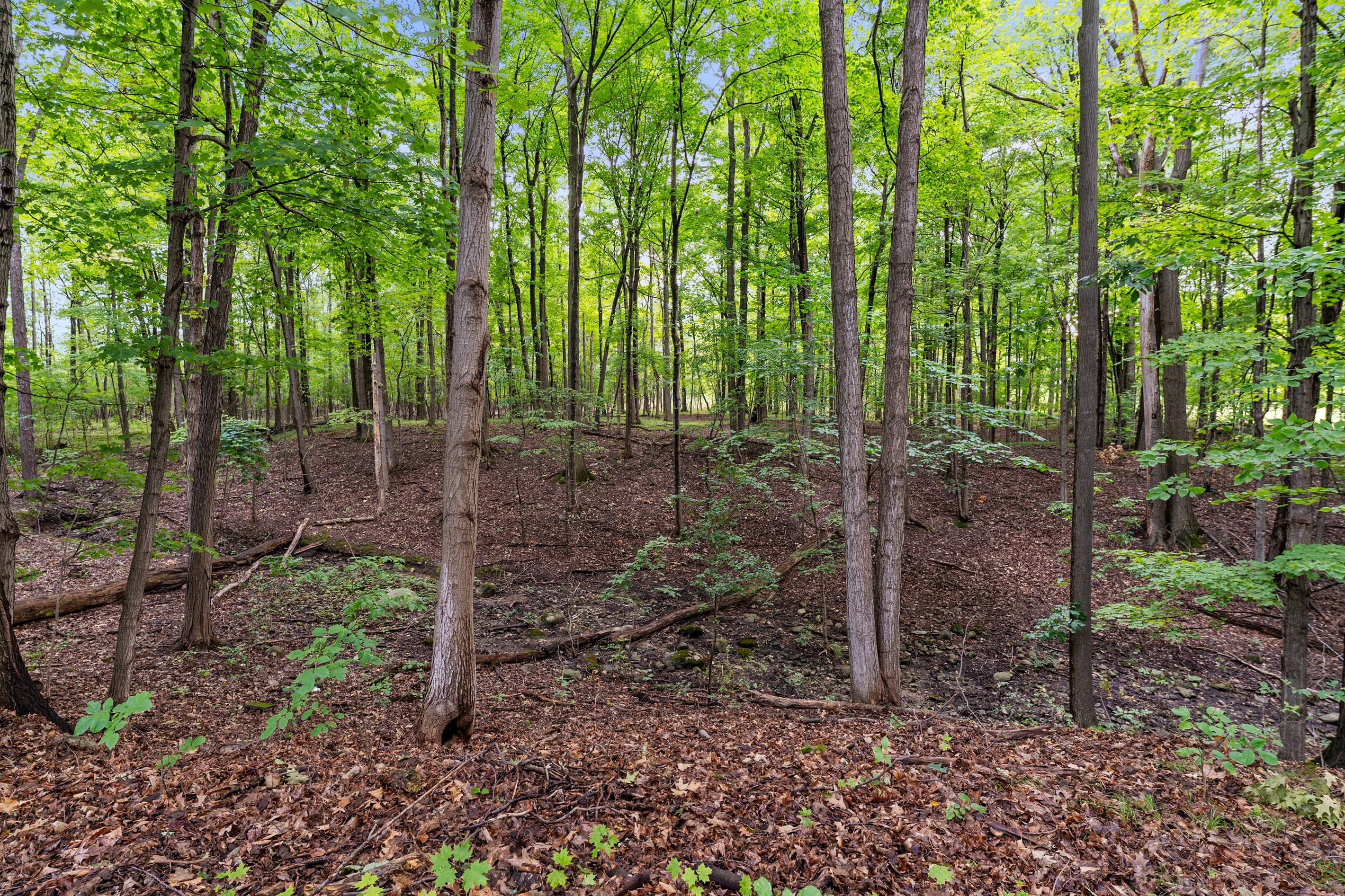 Forest path winding through the property