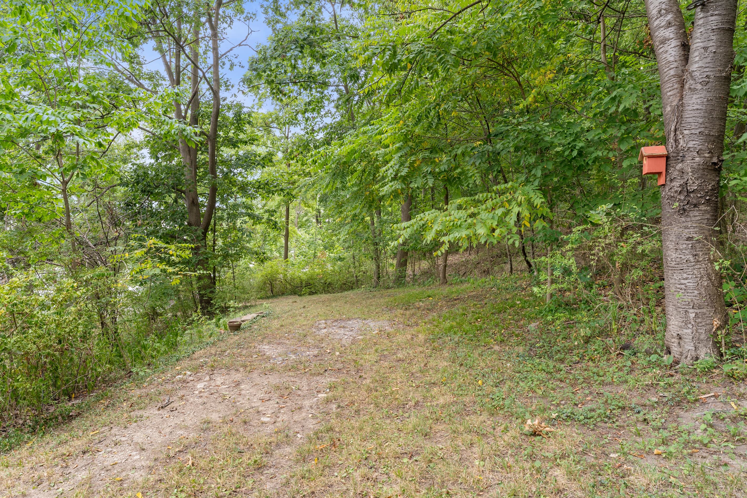 Open yard bordered by mature trees