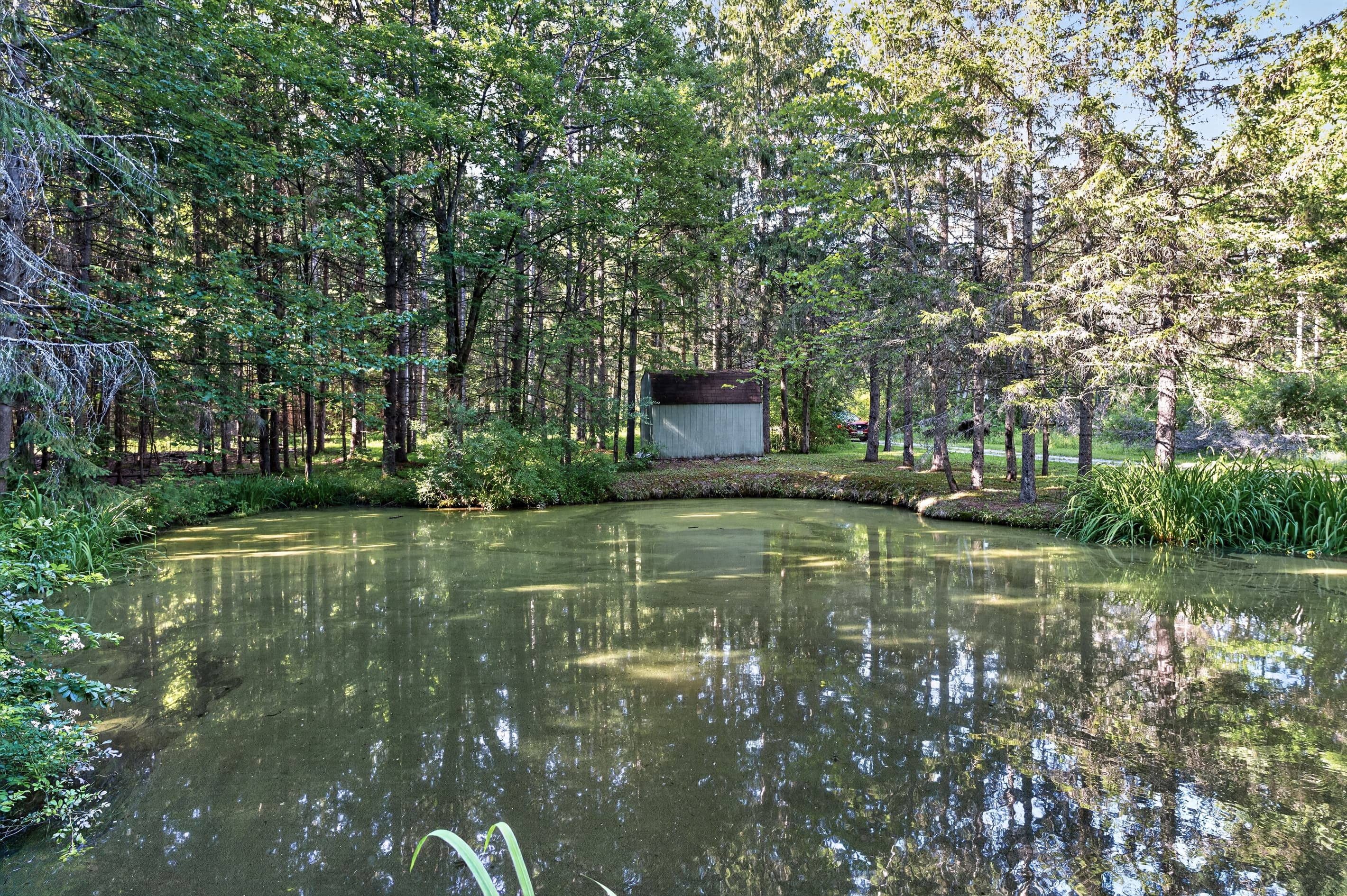 Water view in the middle of the woods
