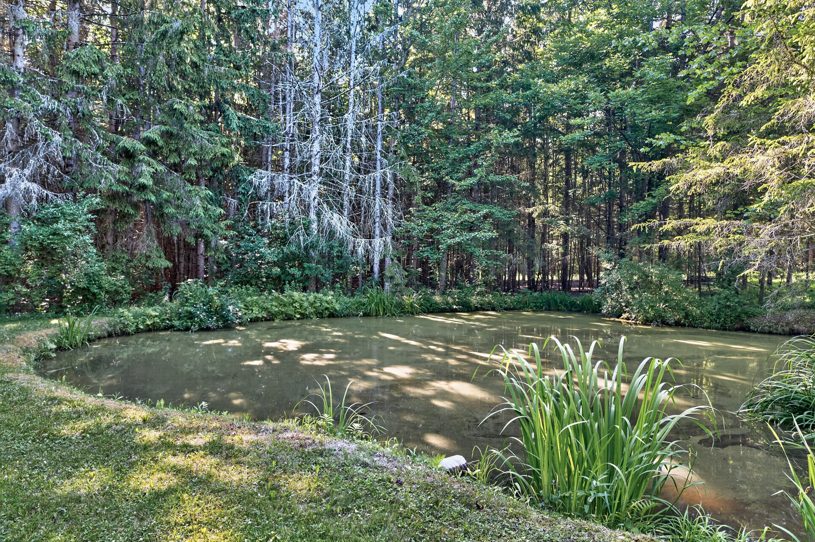 Water in the middle of the trees