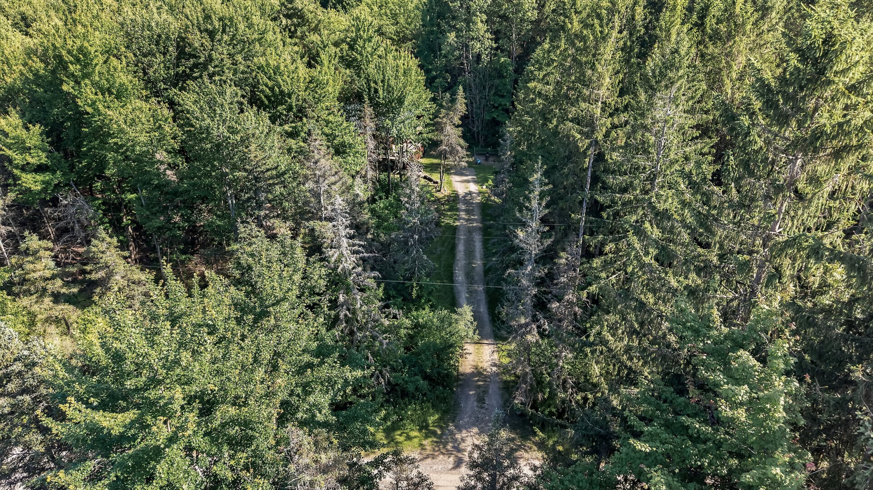Overhead view of the forest