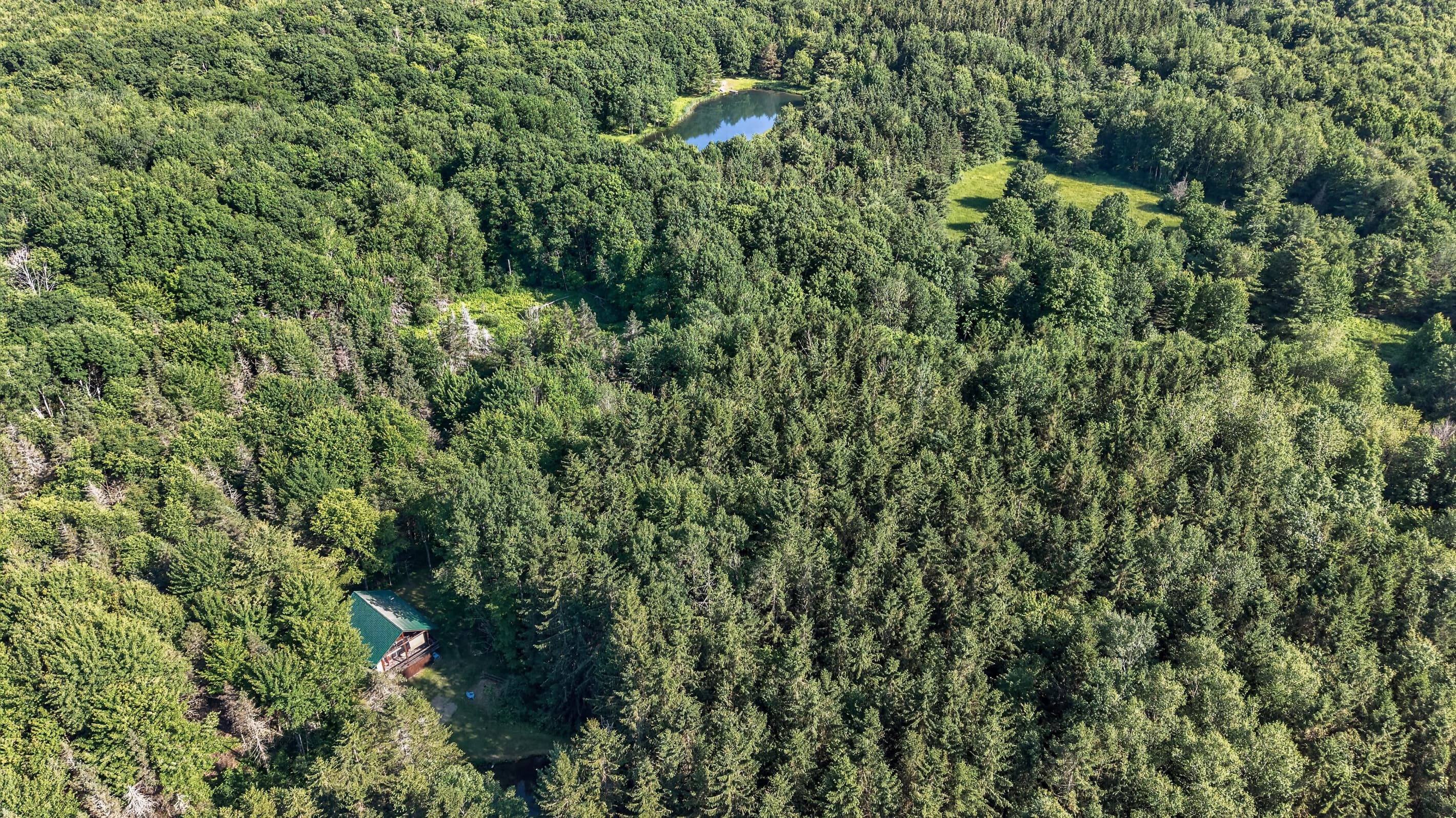 Cabin visible among dense trees