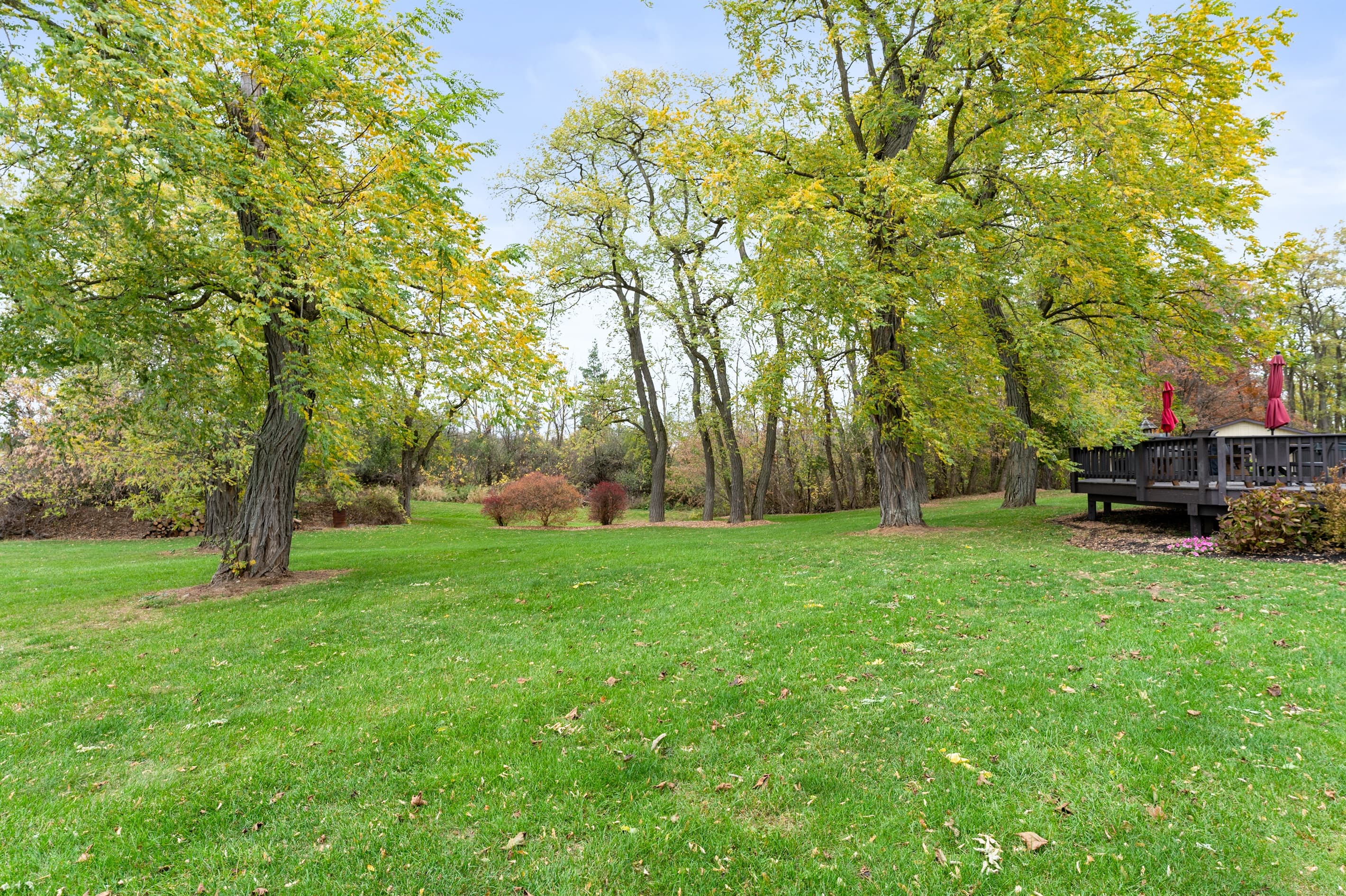 Open backyard bordered by mature trees