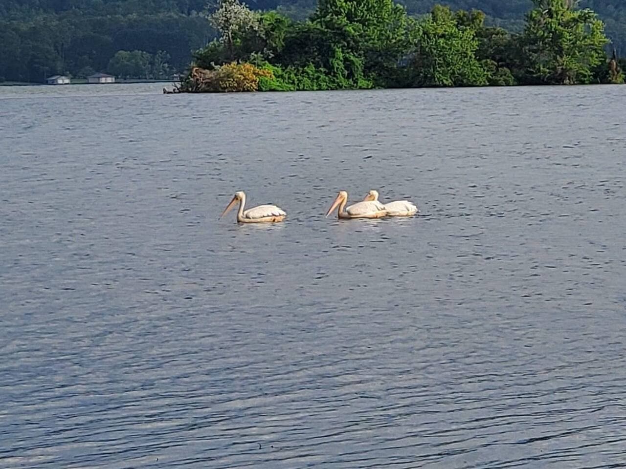 Lake Guntersville