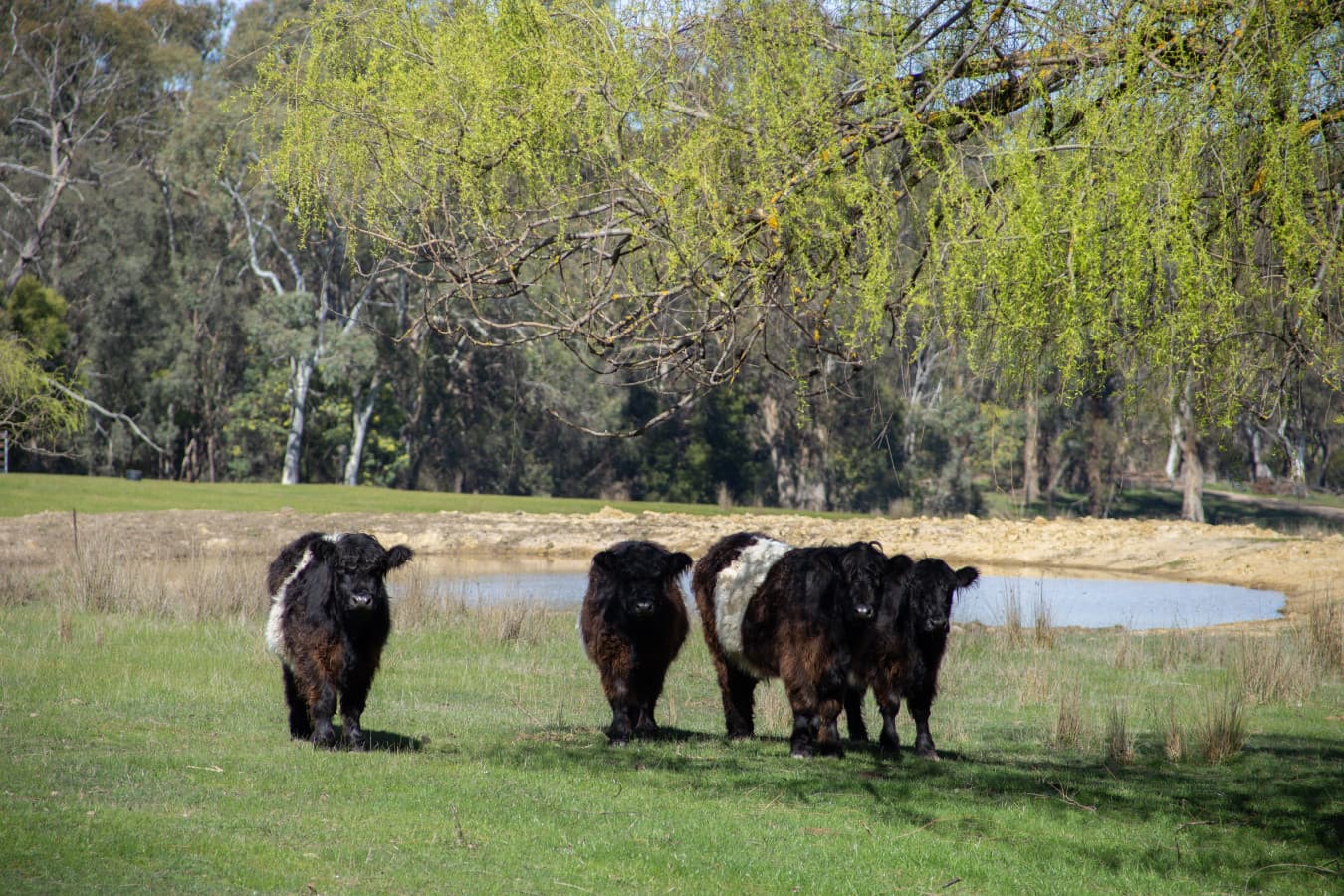 Valley_Park_Merton-Cows_Dam.jpg