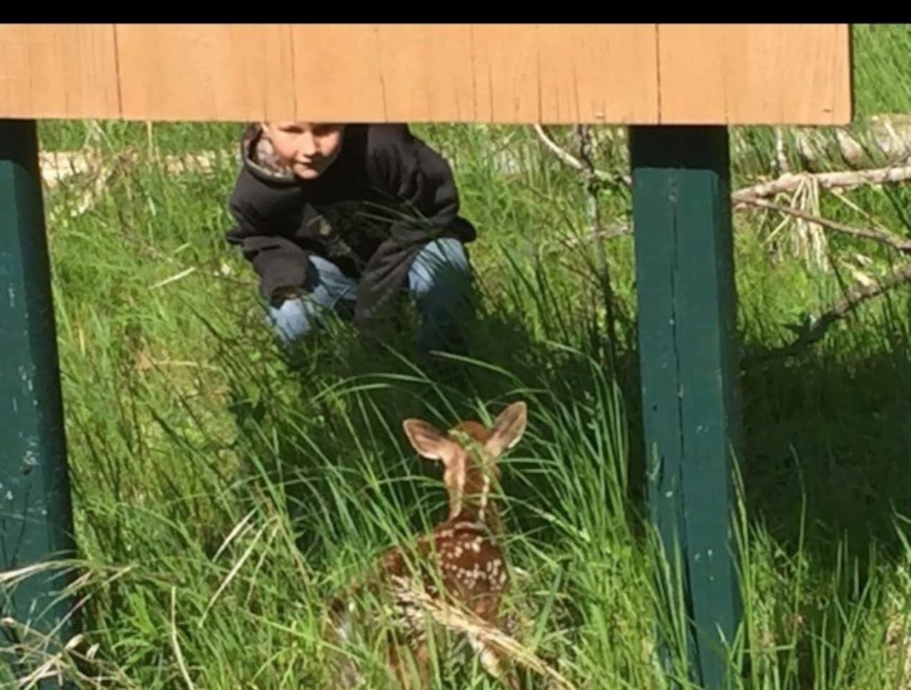 Fawn