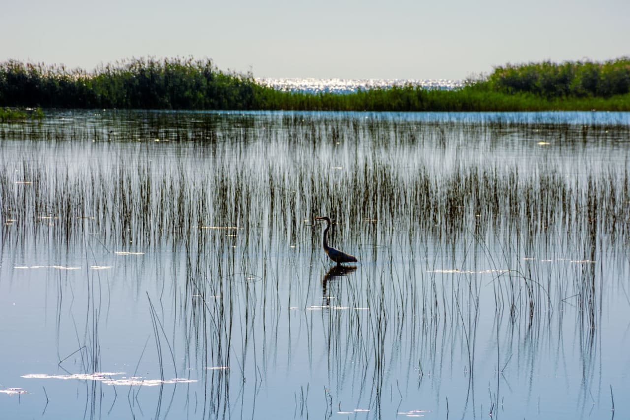 Wildlife Sightings