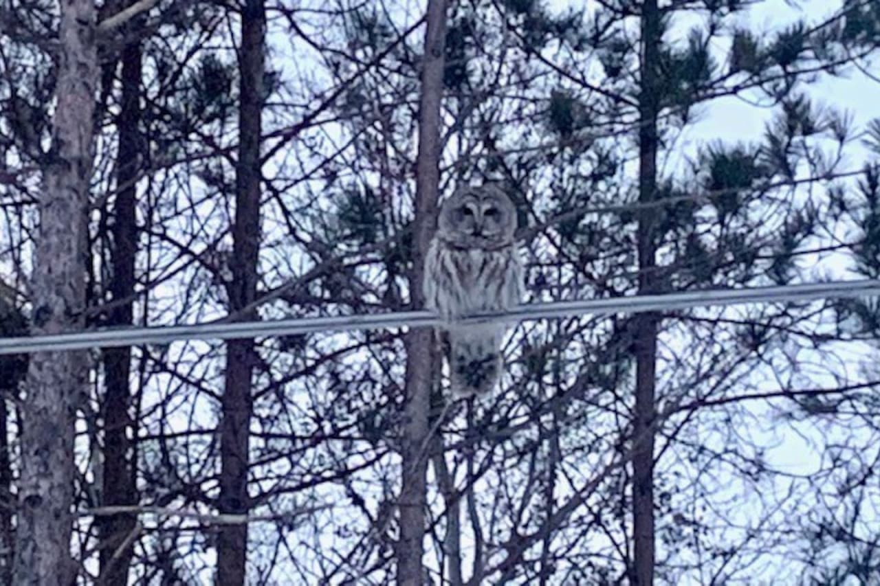 Snowy Owl