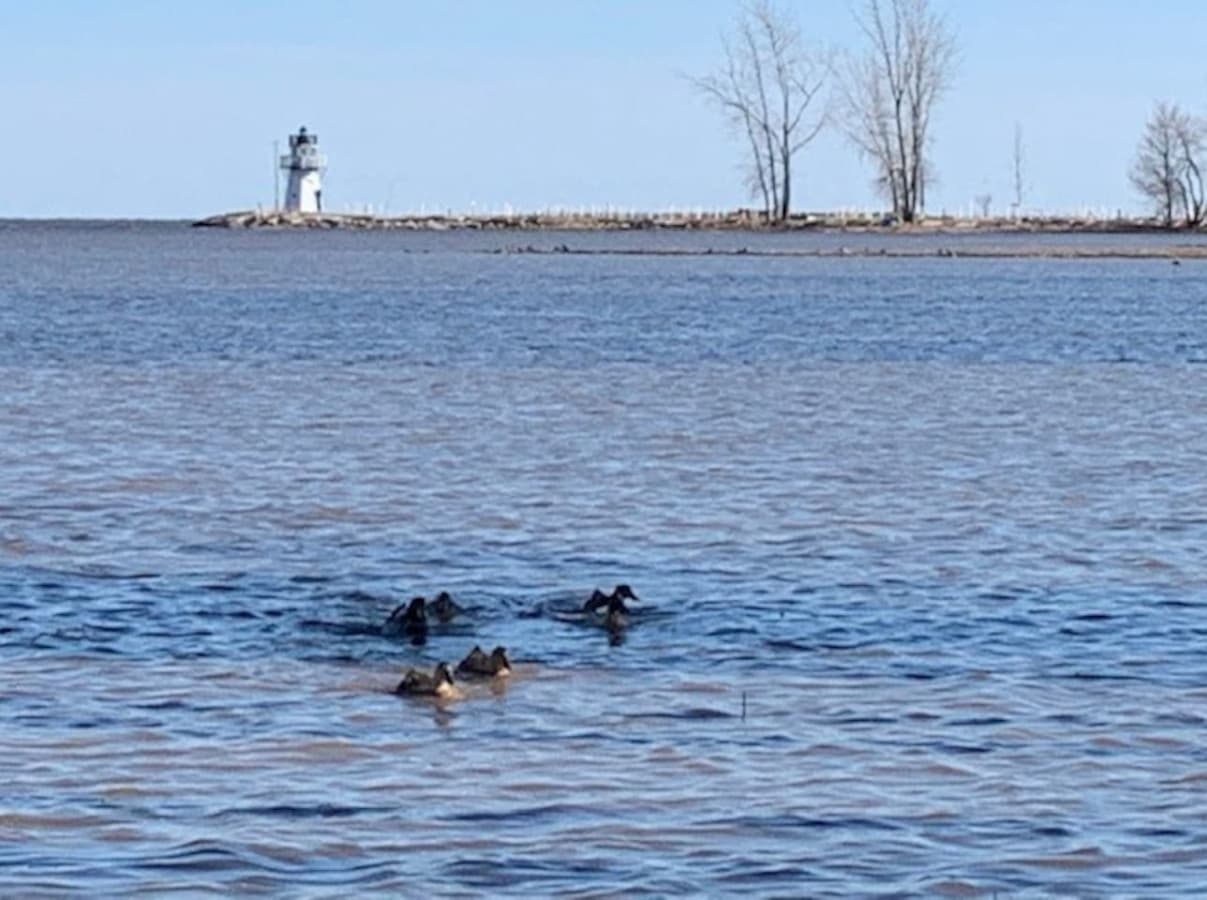 Ducks and Lighthouse View