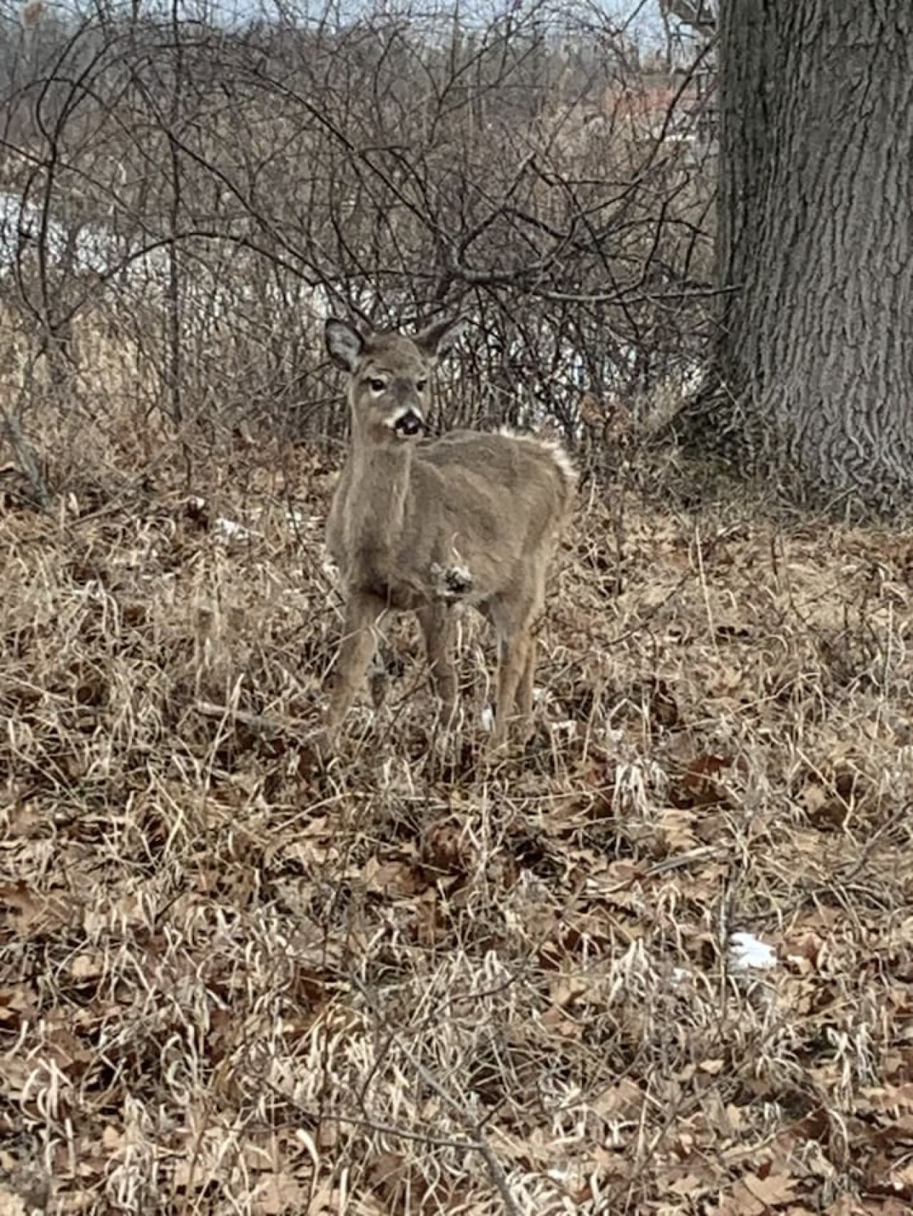Deer