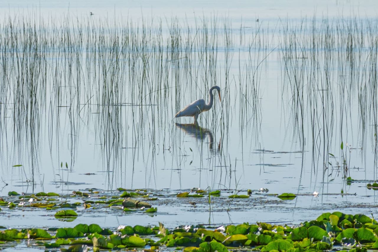 Egret on the Shoreline