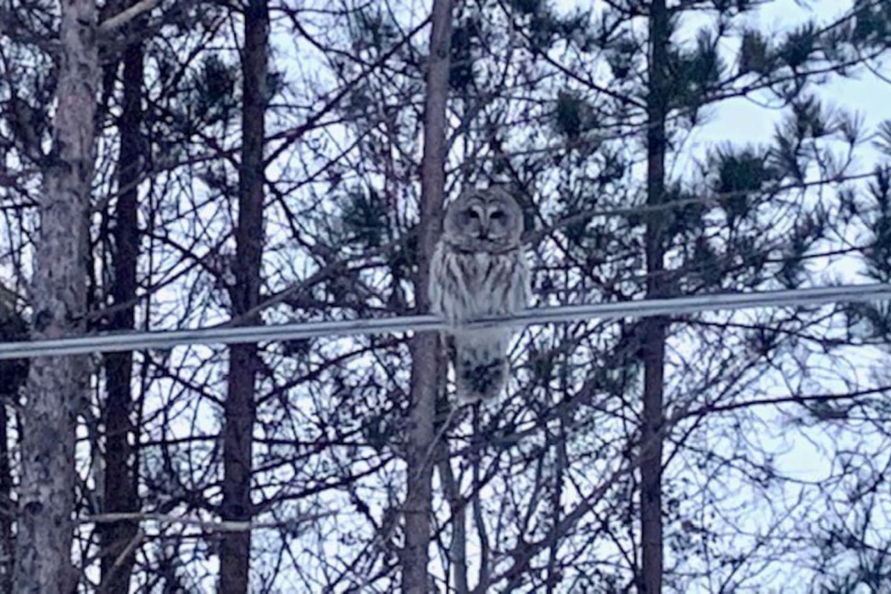 Owl
