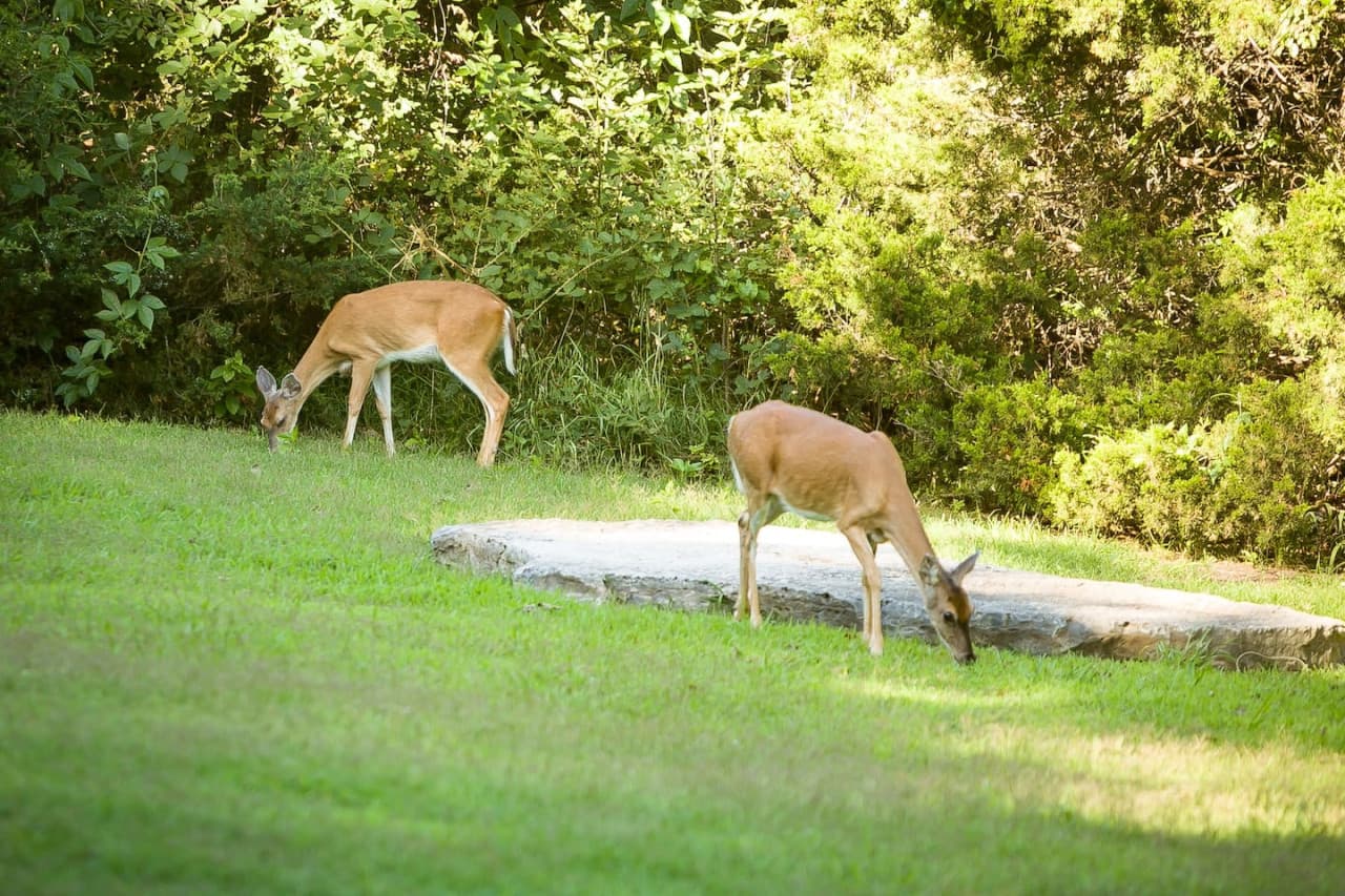 Deer and various wildlife