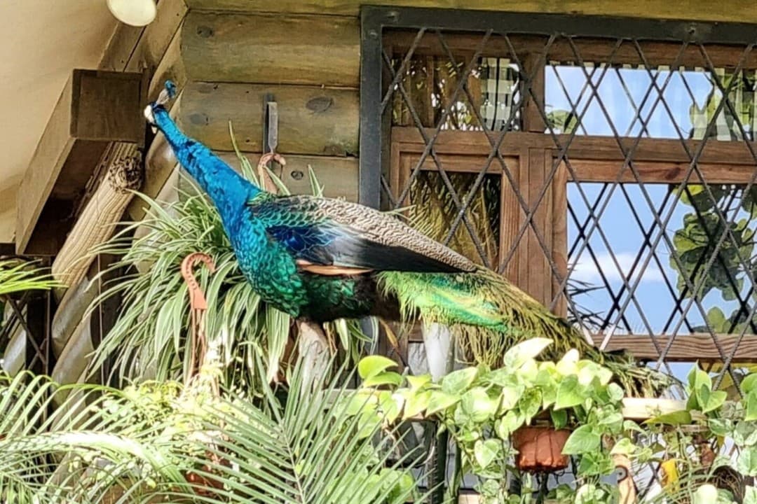 Gallery Image 4