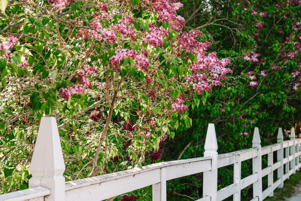 Mackinac Island Lilac Festival 2025 Dates & More
