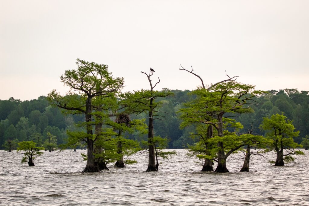 reelfoot lake