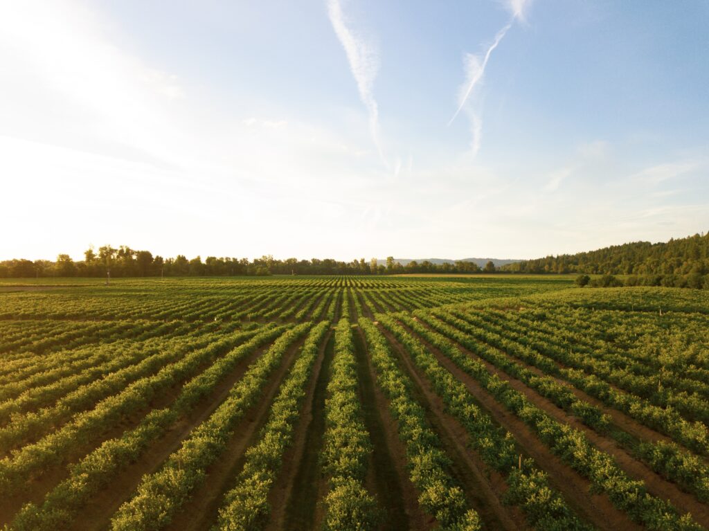 smith mountain lake vineyard