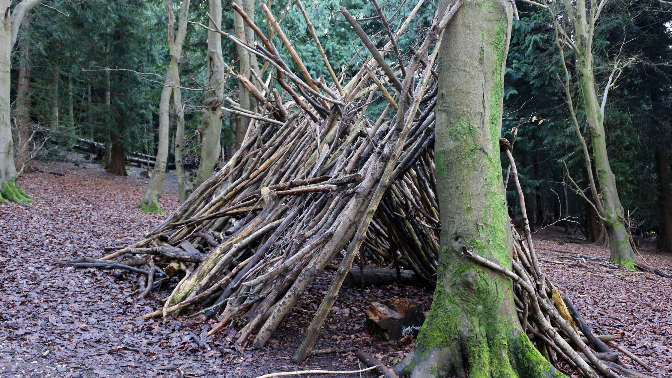 A-Frame Shelter