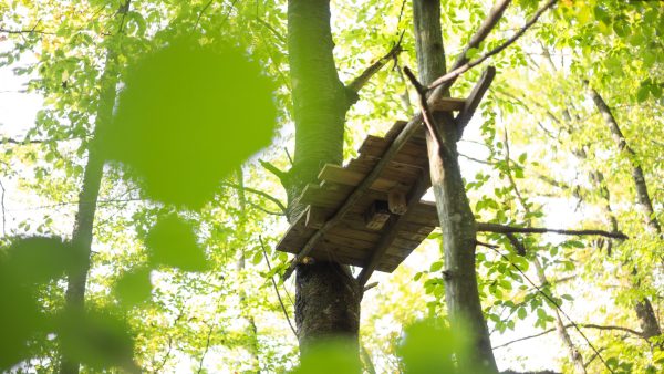 5 Outdoor Shelters: How To Build Them to Survive in Nature