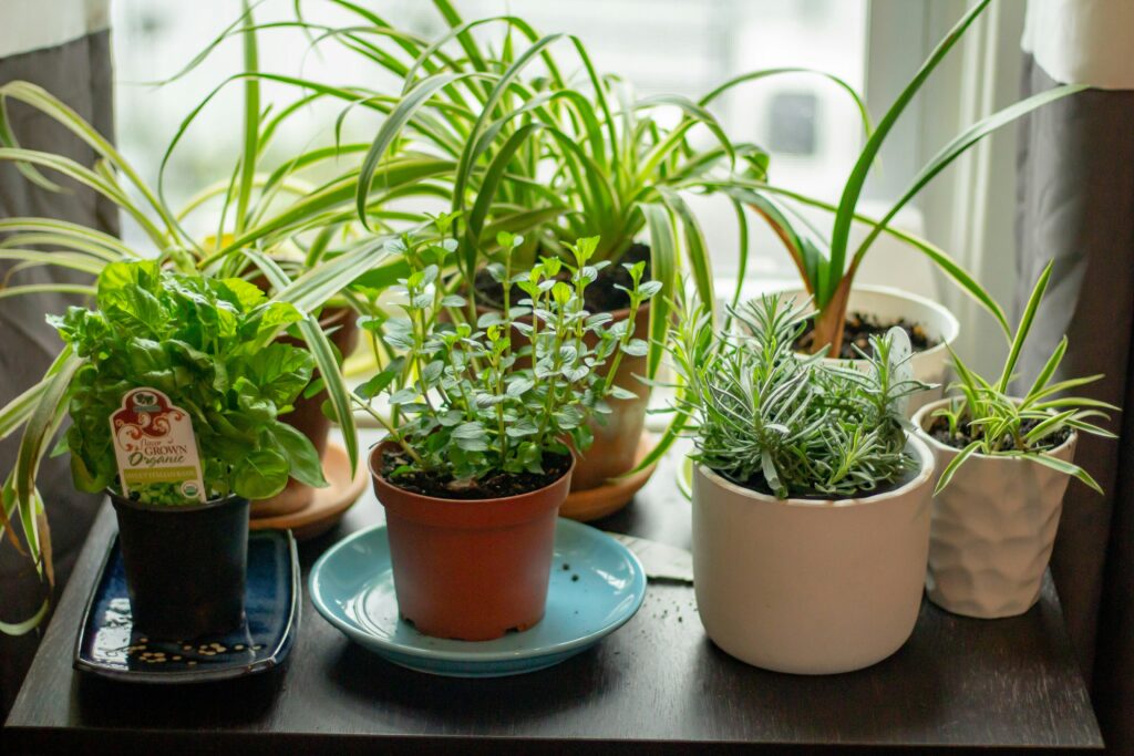 A tabletop herb garden is a feature of a sustainable vacation rental home.