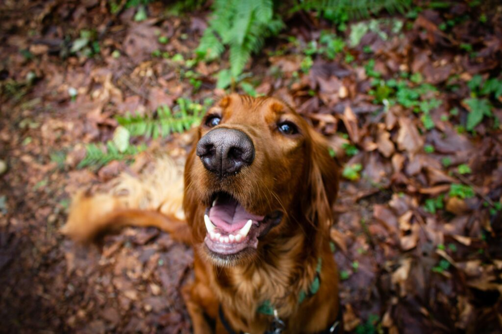 dog fence for camping3