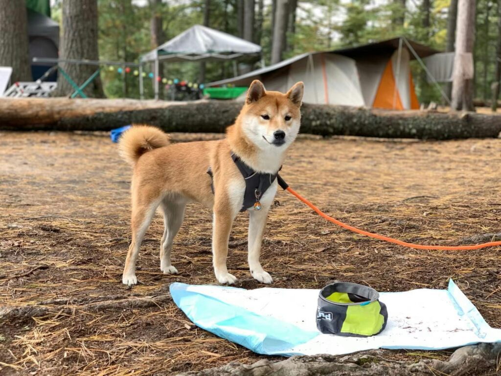 dog fence for camping4